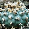 Lophophora_diffusa_v_koehresii